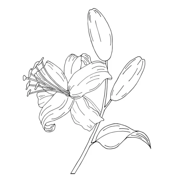 Doodle Blume Bemalte Lilien Elegante Postkarte Blumenarrangement Isoliert Auf Dem — Stockvektor