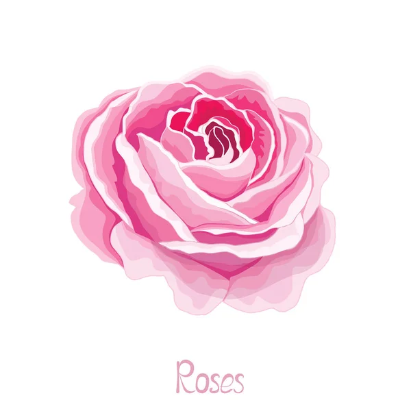 Fleurs Vintage Sur Fond Blanc Rose Élégante Carte Beau Bouquet — Image vectorielle