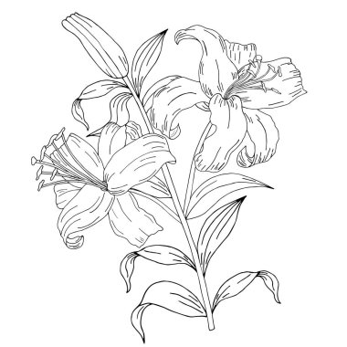 Karalama çiçeği. Zambak boyadım. Zarif kartpostal. Çiçek düzenlemesi arka planda izole edildi. Düğün davetiyesi, doğum günü. Kalp. Vektör illüstrasyonu.