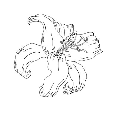 Karalama çiçeği. Zambak boyadım. Zarif kartpostal. Çiçek düzenlemesi arka planda izole edildi. Düğün davetiyesi, doğum günü. Kalp. Vektör illüstrasyonu.