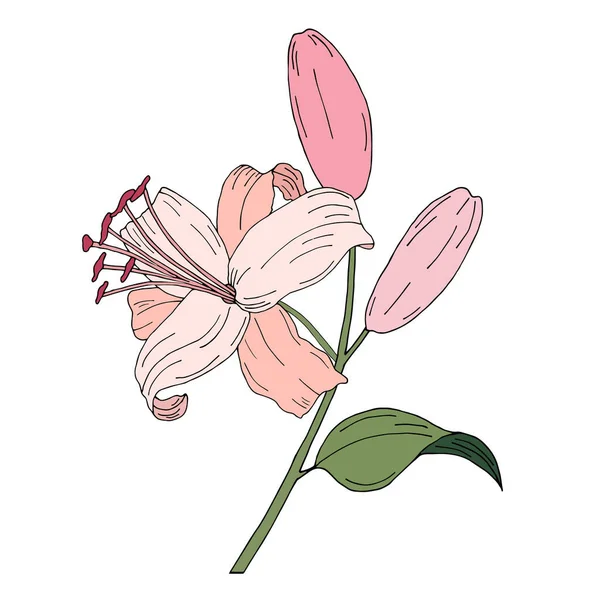 Lily Yapraklı Çiçekli Renkli Çiçek Koleksiyonu Davetiye Düğün Tebrik Kartı — Stok Vektör