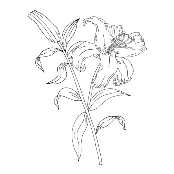 Doodle Bloem Geschilderde Lelies Elegante Ansichtkaart Bloemenarrangement Geïsoleerd Achtergrond Huwelijksuitnodiging — Stockvector