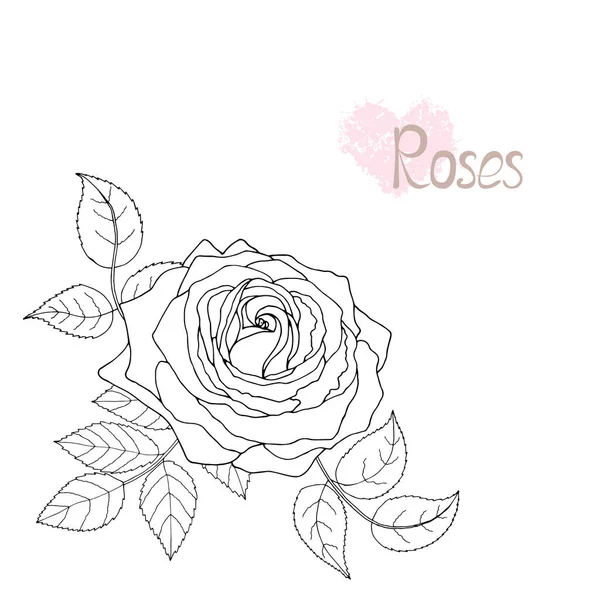 Gyönyörű Fekete Fehér Rózsa Levelek Virágos Elrendezése Elszigetelt Háttérben Design — Stock Vector