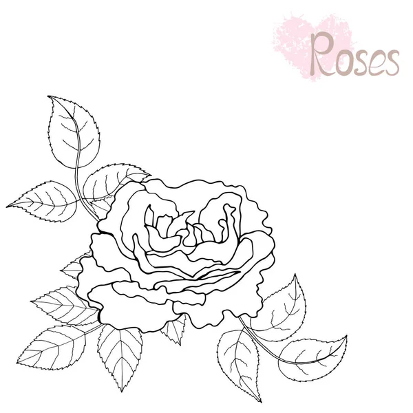 Hermosa Rosa Hojas Blanco Negro Arreglo Floral Aislado Sobre Fondo — Archivo Imágenes Vectoriales