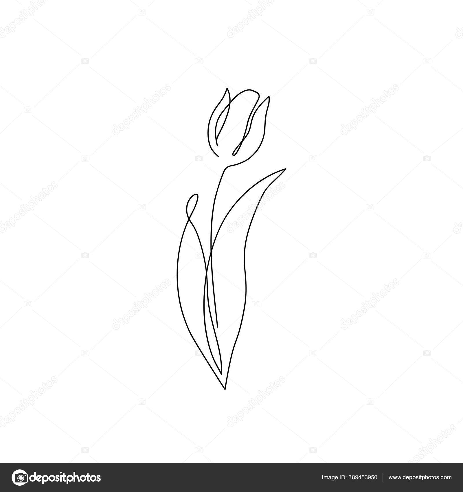 Bunga Tulip Terus Menerus Menggambar Garis Tulip Minimal Abstrak Garis Stok Vektor C Lulechkay 389453950
