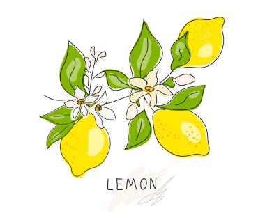 Limonun tamamı kesilmiş, dilimlenmiş, kesme yolu beyaz arka planda izole edilmiş. Hazır ol. Çiçekli taze meyveler ve yeşil yapraklar. Citrus. Asgari düzeyde. Doodle Black hattı. Vektör illüstrasyonu