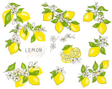 Limonun tamamı kesilmiş, dilimlenmiş, kesme yolu beyaz arka planda izole edilmiş. Hazır ol. Çiçekli taze meyveler ve yeşil yapraklar. Citrus. Asgari düzeyde. Doodle Black hattı. Vektör illüstrasyonu