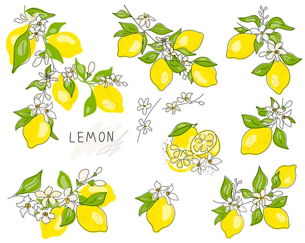 Limonun tamamı kesilmiş, dilimlenmiş, kesme yolu beyaz arka planda izole edilmiş. Hazır ol. Çiçekli taze meyveler ve yeşil yapraklar. Citrus. Asgari düzeyde. Doodle Black hattı. Vektör illüstrasyonu
