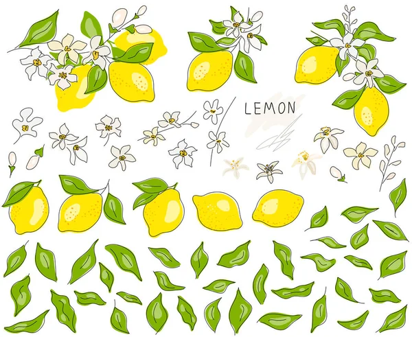 Limonun tamamı kesilmiş, dilimlenmiş, kesme yolu beyaz arka planda izole edilmiş. Hazır ol. Çiçekli taze meyveler ve yeşil yapraklar. Citrus. Asgari düzeyde. Doodle Black hattı. Vektör illüstrasyonu