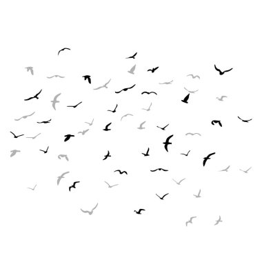 Uçan siluet kuş sürüsü. Beyaz arka planda siyah. Vektör illüstrasyonu