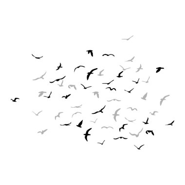 Uçan siluet kuş sürüsü. Beyaz arka planda siyah. Vektör illüstrasyonu