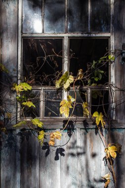 Chornobyl bölgedeki terk edilmiş ahşap ev penceresinde