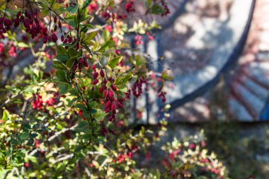 Kızamık Sovyet mozaik Chornobyl bölgesinde arka planı