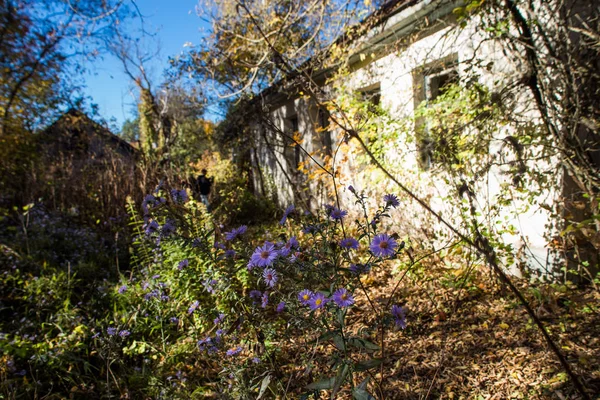 廃屋に関するチェルノブイリ ゾーンの花で — ストック写真