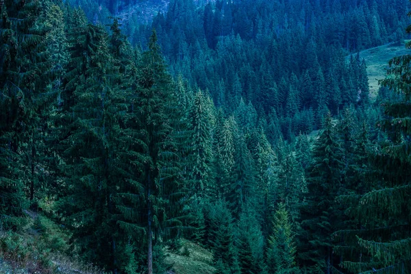 Karpatça çam ağacı — Stok fotoğraf
