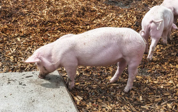 Sevimli domuzcuk kırsal çiftlik