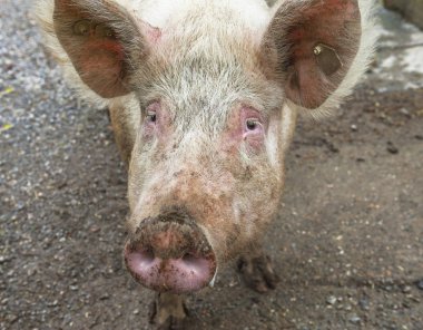 Sevimli domuzcuk kırsal çiftlik