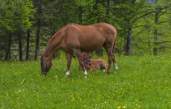 Horses Pasture Swiss Countryside — Stock Photo, Image
