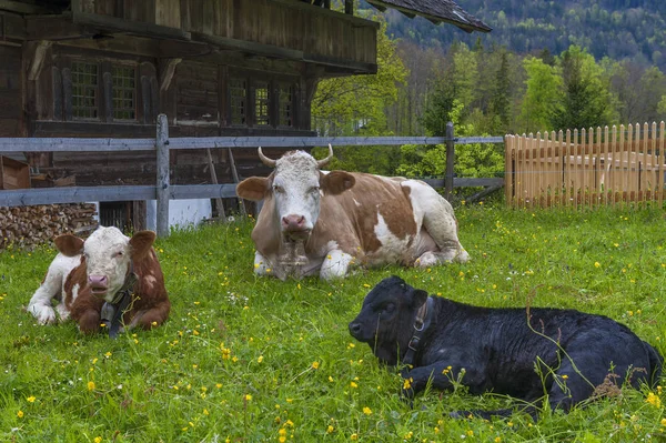 Cows at village pasture in Switzerland