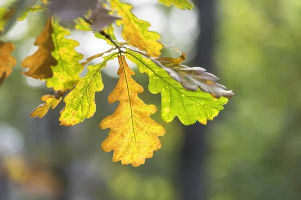 Herbstblätter Der Eiche Bei Sonnenlicht — Stockfoto