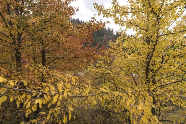 哈萨克斯坦阿拉木图附近天山山 Zailiysky 阿拉套山的秋季 Vright — 图库照片