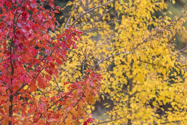 Gyllene Höst Tian Shan Bergen Kazakstan — Stockfoto