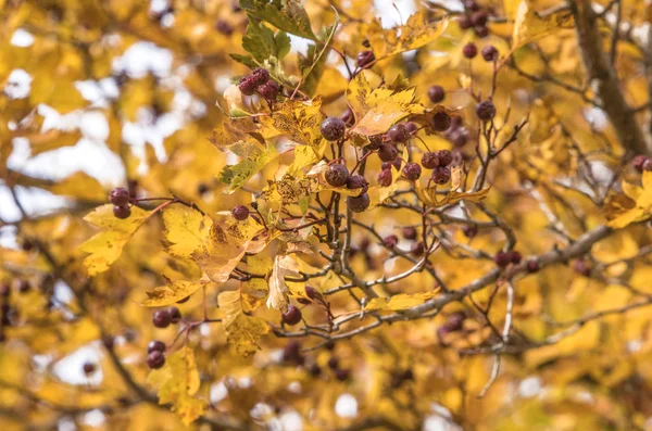 Goldener Herbst Den Bergen Von Tian Shan Kasachstan — Stockfoto