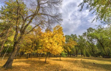 Şehir Parkında Altın Sonbahar