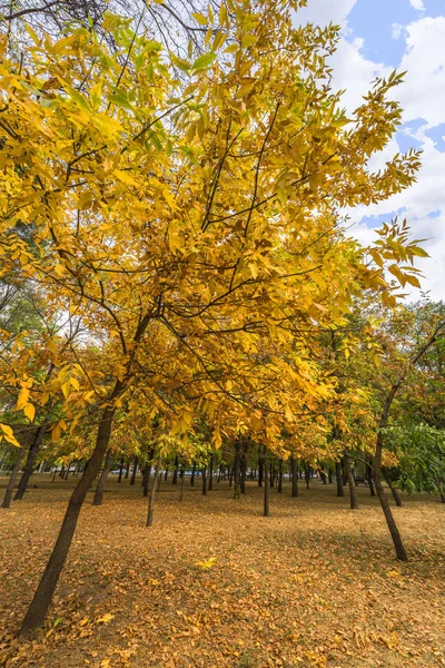Şehir Parkında Altın Sonbahar