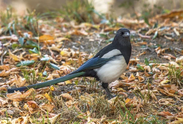 Curious Magpie Autumn Park — Stock Photo, Image