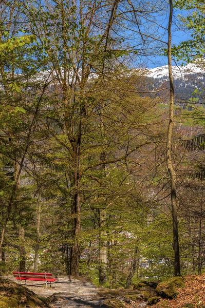 在瑞士阿尔卑斯山的森林中徒步旅行 — 图库照片