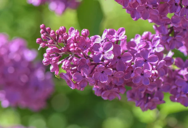 Spring Lilac Blossom — Stock Photo, Image