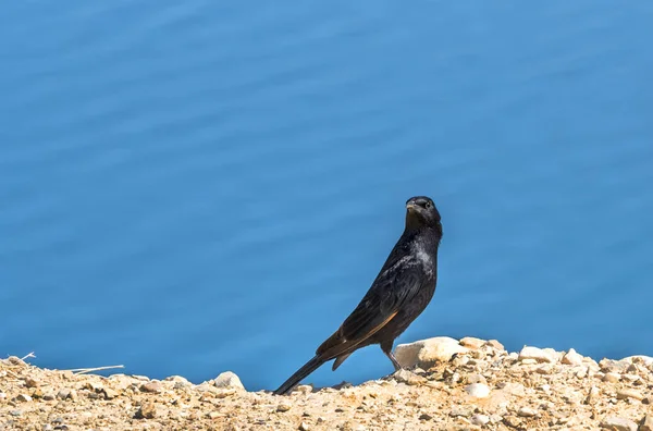 Birds Dead Sea Sunny Day — Stock Photo, Image