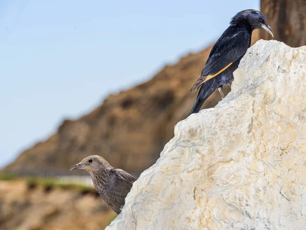 Birds Dead Sea Sunny Day — Stock Photo, Image