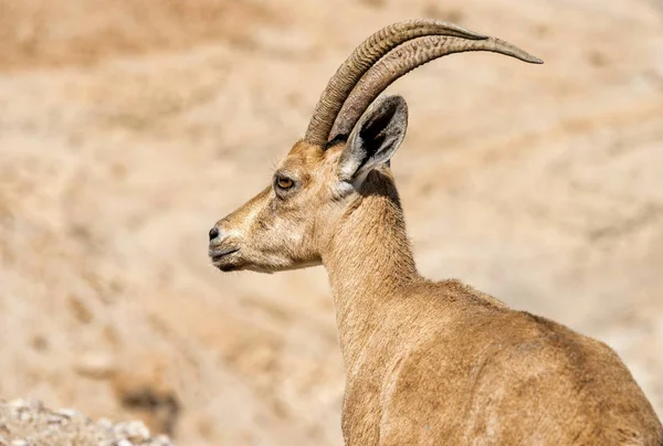 Goat-antelope portrait at the Dead sea area