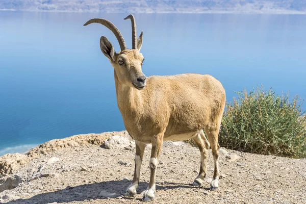 Goat-antelope portrait at the Dead sea area