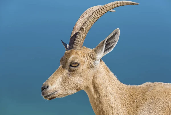 Ritratto Antilope Capra Nella Zona Del Mar Morto — Foto Stock