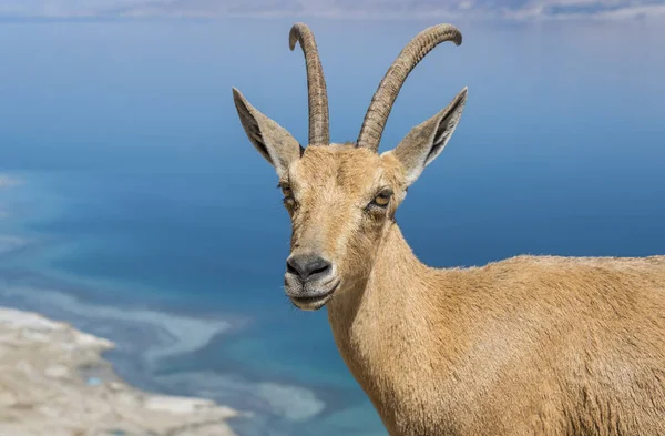 Goat-antelope portrait at the Dead sea area