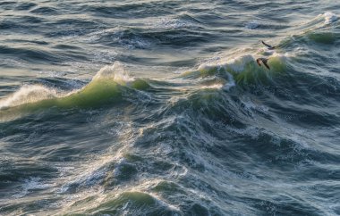 Atlantik okyanusunun güçlü dalgaları. Nazare, Portekiz