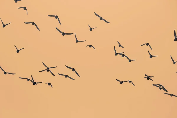 Зграя Птахів Небі Заходу Сонця — стокове фото