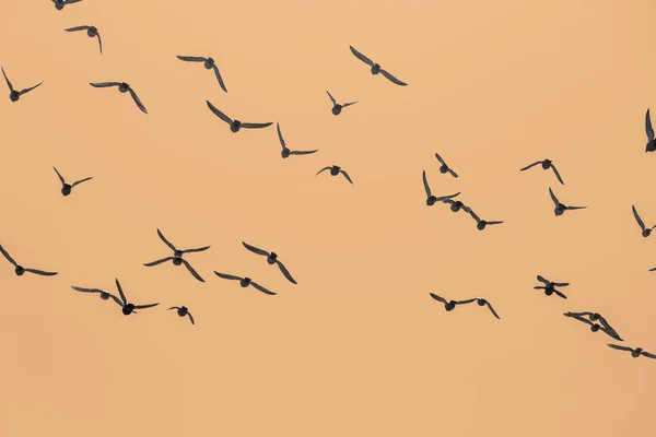 Bandada Aves Los Cielos Del Atardecer — Foto de Stock