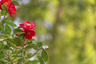 Parkta çiçek açan kırmızı gül.