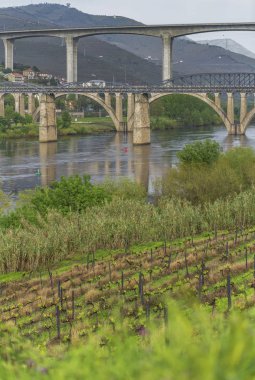 Portekiz kırsalında manzara