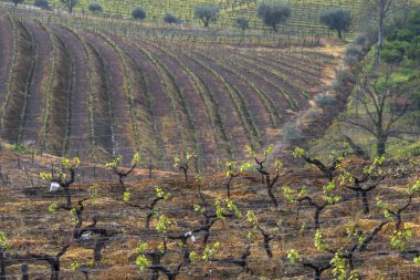 Portekiz kırsalında manzara