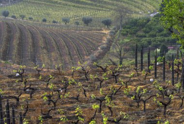 Portekiz kırsalında manzara