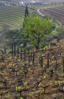 Portekiz kırsalında manzara