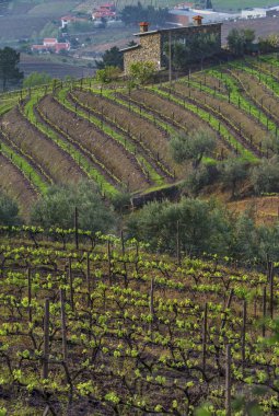 Portekiz kırsalında manzara