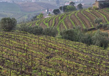 Portekiz kırsalında manzara