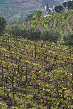 Portekiz kırsalında manzara