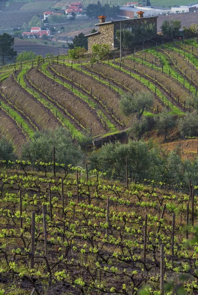 Portekiz kırsalında manzara